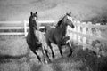 Two Horse in field galloping together Royalty Free Stock Photo