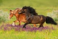 Two horse in flowers Royalty Free Stock Photo