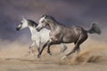 Two horse free run in desert Royalty Free Stock Photo