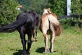 Two Horse friends walk toghether in pasture. Horse rear view