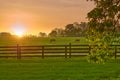 Two horse grazing in a field with rising morning sun Royalty Free Stock Photo