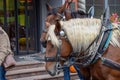 Two horse heads with a white mane with a harness Royalty Free Stock Photo