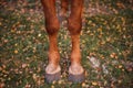 Two horse hooves of red color on a background of autumn grass Royalty Free Stock Photo