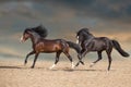 Two horse with long mane Royalty Free Stock Photo