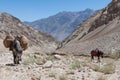 Two horse mules walking carrying back pack, trek transport in Nepal or India