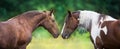 Two horse pinto and Silver dapple Royalty Free Stock Photo