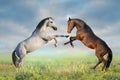 Two horse play in field Royalty Free Stock Photo