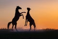 Two horse play Royalty Free Stock Photo