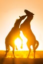 Two horse play Royalty Free Stock Photo