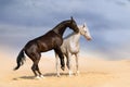 Two horse playing Royalty Free Stock Photo