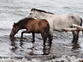 Two horse playing at the seaside on nicaragua beach Royalty Free Stock Photo