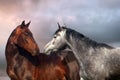 Two horse portrait Royalty Free Stock Photo