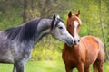 Two horse portrait Royalty Free Stock Photo