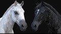 Two horse portrait on black background Royalty Free Stock Photo