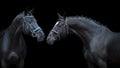 Two black Horse portrait in bridle Royalty Free Stock Photo