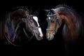 Two Horse portrait in bridle Royalty Free Stock Photo