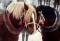 Two horse portrait close up in love, Horse love, Royalty Free Stock Photo