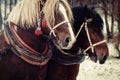 Two horse portrait close up in love, Horse love, Royalty Free Stock Photo