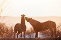 Two horse portrait close up in sunlight Royalty Free Stock Photo