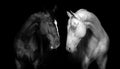 Two horse portrait Royalty Free Stock Photo