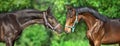 Two horse portrait Royalty Free Stock Photo