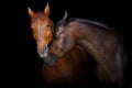 Two horse portrait Royalty Free Stock Photo