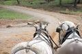 Two horse pulling wagon ride in mud road Royalty Free Stock Photo