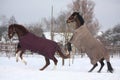 Two horse rearing in the snow Royalty Free Stock Photo