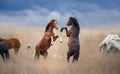 Two horse rearing up in herd Royalty Free Stock Photo