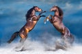 Two horse rearing up Royalty Free Stock Photo