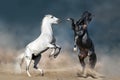 Two horse rearing up Royalty Free Stock Photo