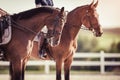 Two horse riders after training. Equestrian jumping competition Royalty Free Stock Photo