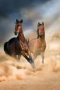 Two horse run Royalty Free Stock Photo