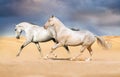 Two horse run gallop Royalty Free Stock Photo