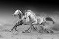 Horses run fast Royalty Free Stock Photo