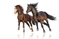 Two horse run gallop isolated Royalty Free Stock Photo