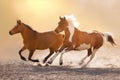 Horses run free in desert Royalty Free Stock Photo
