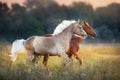 Two horse run on pasture Royalty Free Stock Photo