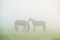 Two horse silhouettes on dense fog