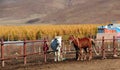 Two horse stables in Horse farm Royalty Free Stock Photo