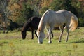 Two horses Royalty Free Stock Photo