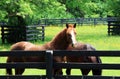 Two horses in a corral. Royalty Free Stock Photo