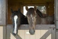 Two horses Royalty Free Stock Photo