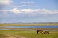 Two Horses Royalty Free Stock Photo