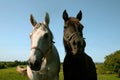 Two horses Royalty Free Stock Photo