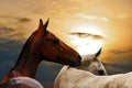 Two horses Royalty Free Stock Photo