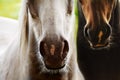 Two horses Royalty Free Stock Photo