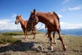 Two horses also tethered Royalty Free Stock Photo