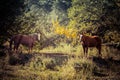 Two Horses in the Autumn Forest, Julian, California Royalty Free Stock Photo