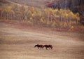 Two horses in autumn prairie Royalty Free Stock Photo